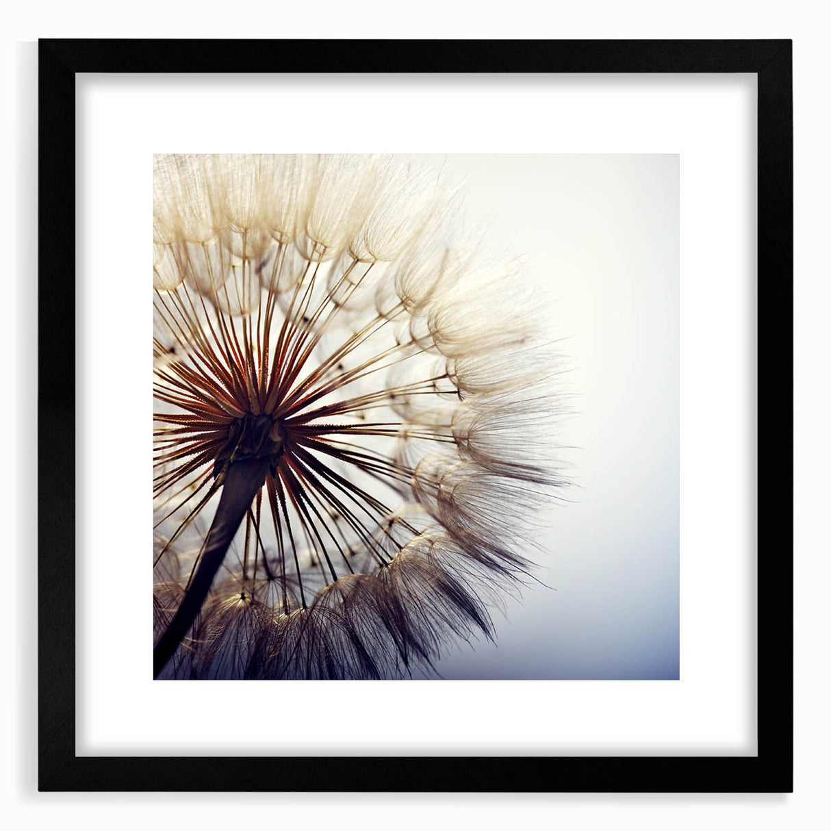 Framed botanical wall art featuring a delicate dandelion design, showcased in a sleek black frame with a mat, ideal for modern home decor. Perfect for nature lovers.