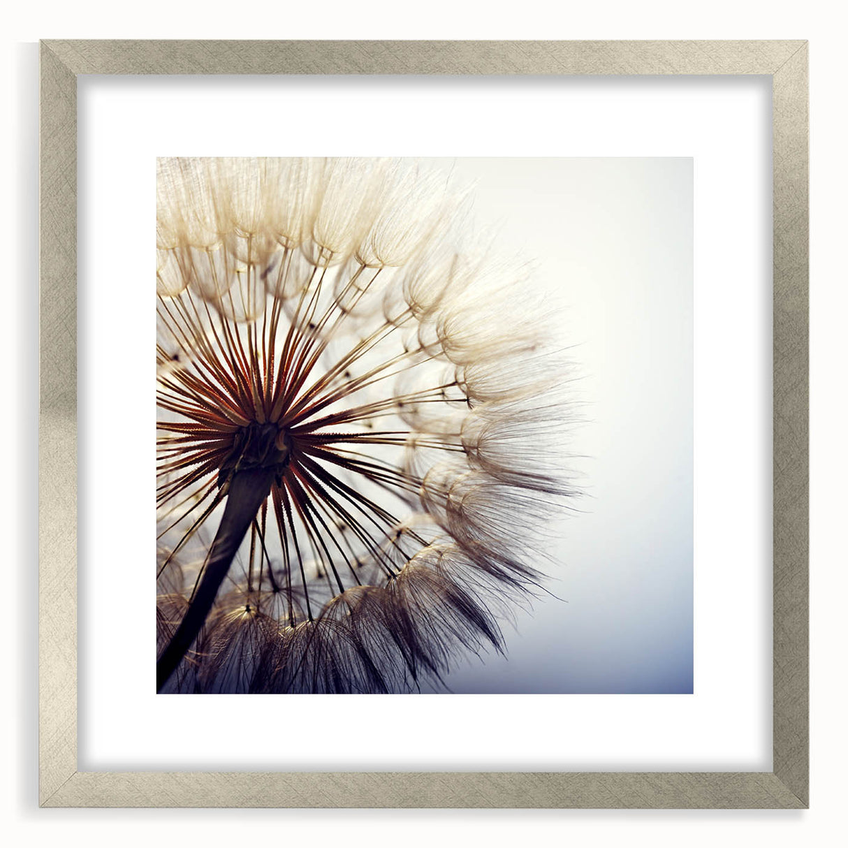 Silver-framed wall art featuring a botanical dandelion design with a matte finish, showcasing delicate details and vibrant colors, perfect for home decor.