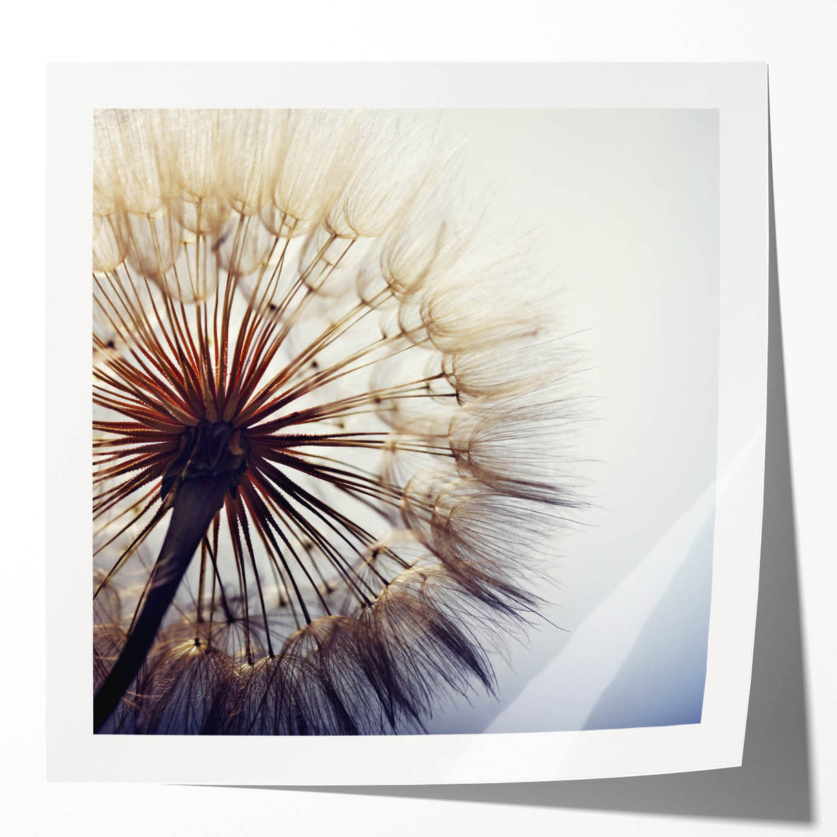 Rolled botanical wall art print featuring a detailed dandelion design with soft pastel colors, perfect for home decor and nature-themed interiors.