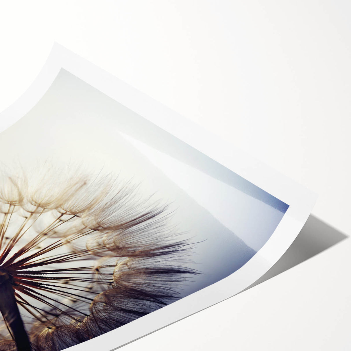 Botanical wall art print featuring a detailed dandelion design in soft pastel colors, rolled and packaged for easy display, perfect for home decor enthusiasts.