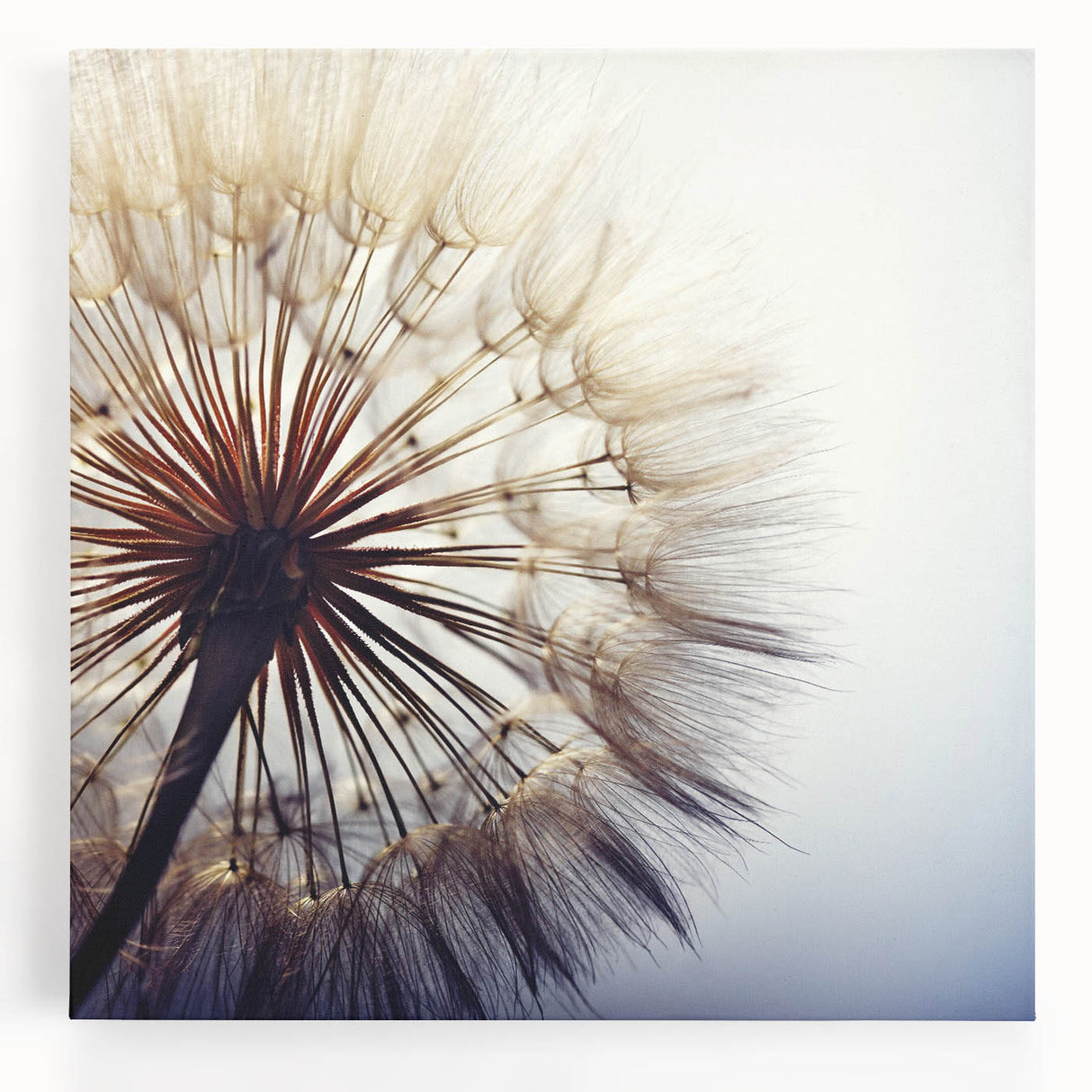 Stretched canvas wall art showcasing a vibrant botanical dandelion design, featuring intricate details and bright colors, perfect for home decor enhancement.