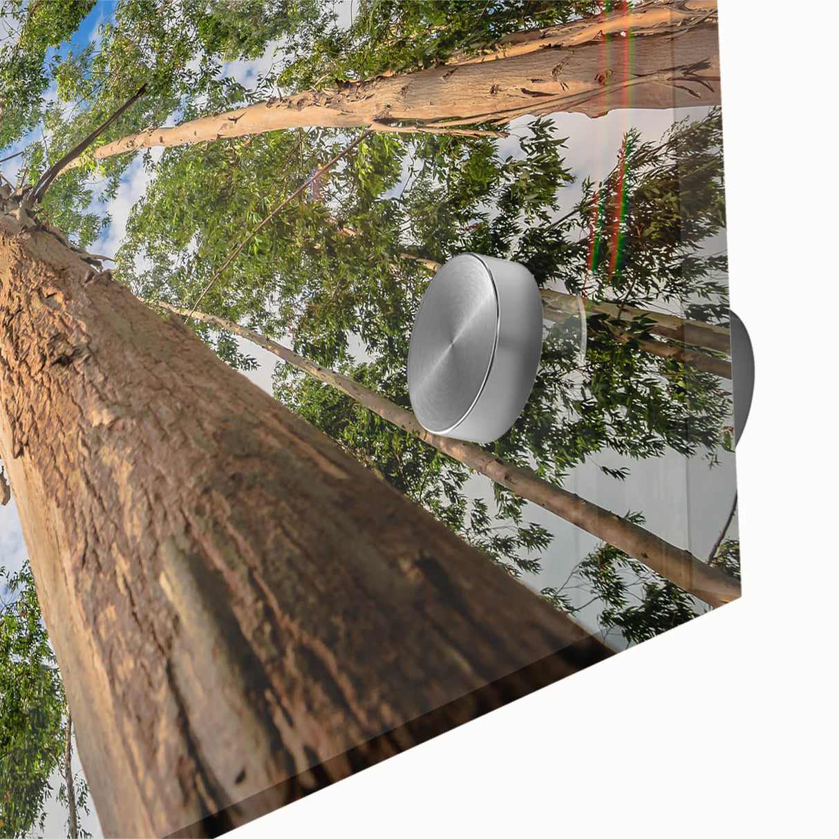 Close-up view of a botanical wall art collection featuring a delicate eucalyptus design, showcasing vibrant green hues and intricate leaf details on acrylic glass. Ideal for enhancing modern decor and bringing a touch of nature indoors.