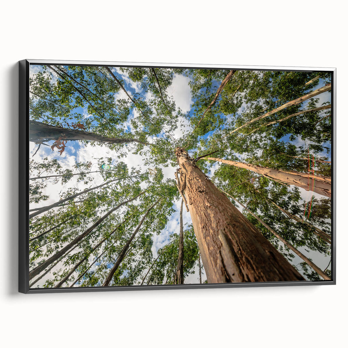 Framed botanical wall art featuring a eucalyptus design on a black background, showcasing intricate details and elegant aesthetics, perfect for modern decor.