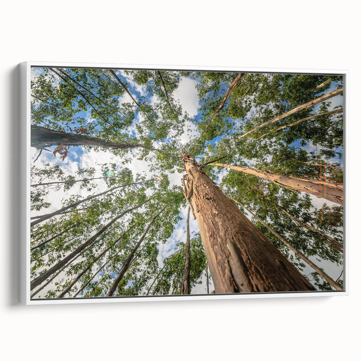 Framed wall art featuring a botanical eucalyptus design, showcasing delicate green leaves on a white background, adding a touch of nature to home decor.