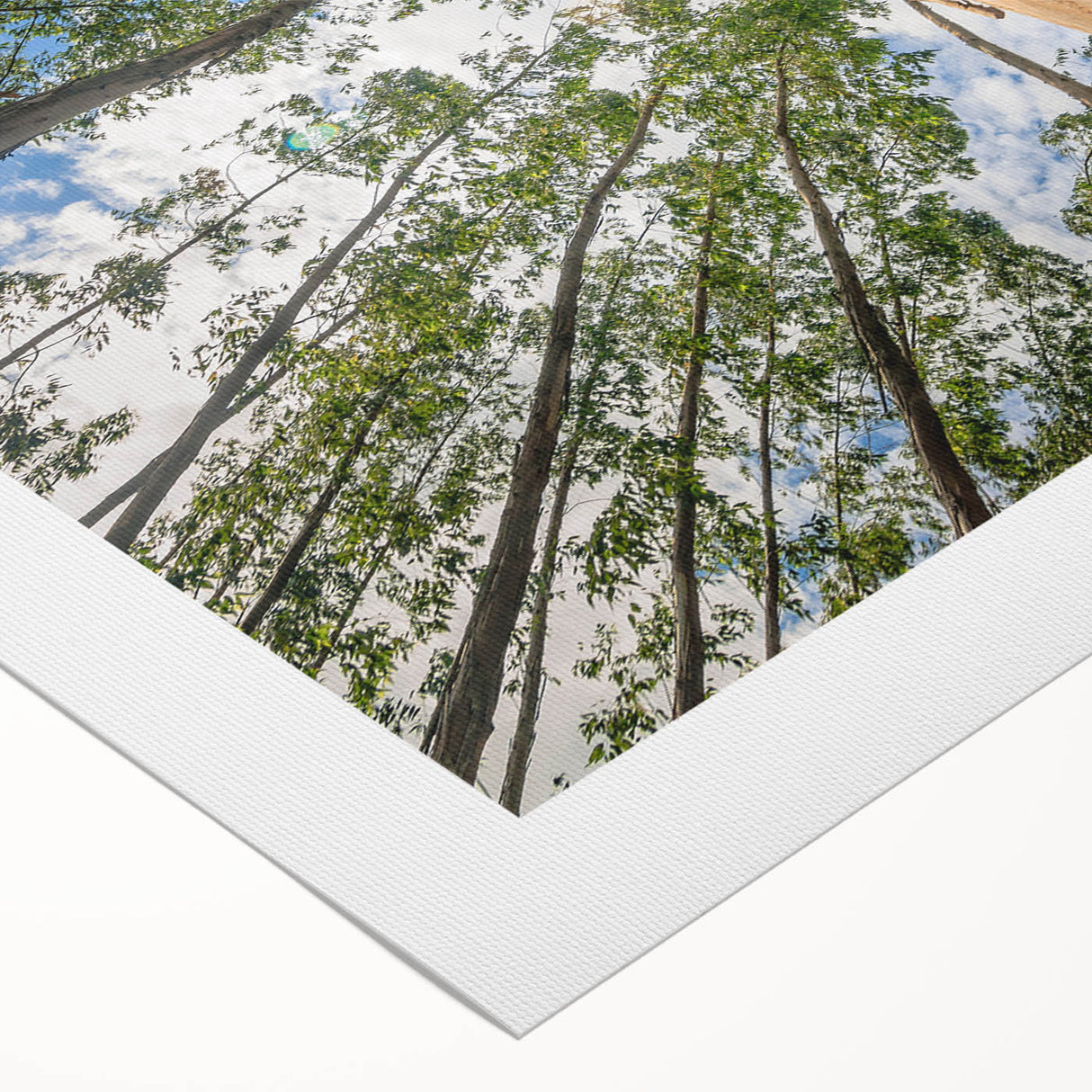 Botanical wall art print showcasing delicate eucalyptus leaves in soft green and beige tones, rolled for easy display, perfect for home decor.