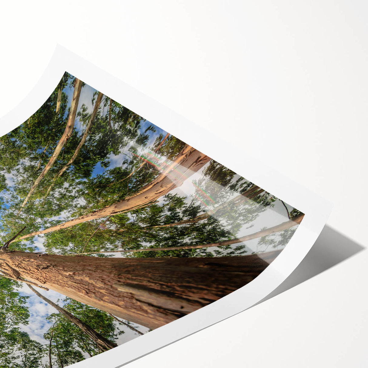 Eucalyptus botanical wall art print featuring soft green tones and intricate leaf patterns, rolled for easy display in home decor. Ideal for nature-inspired interiors.