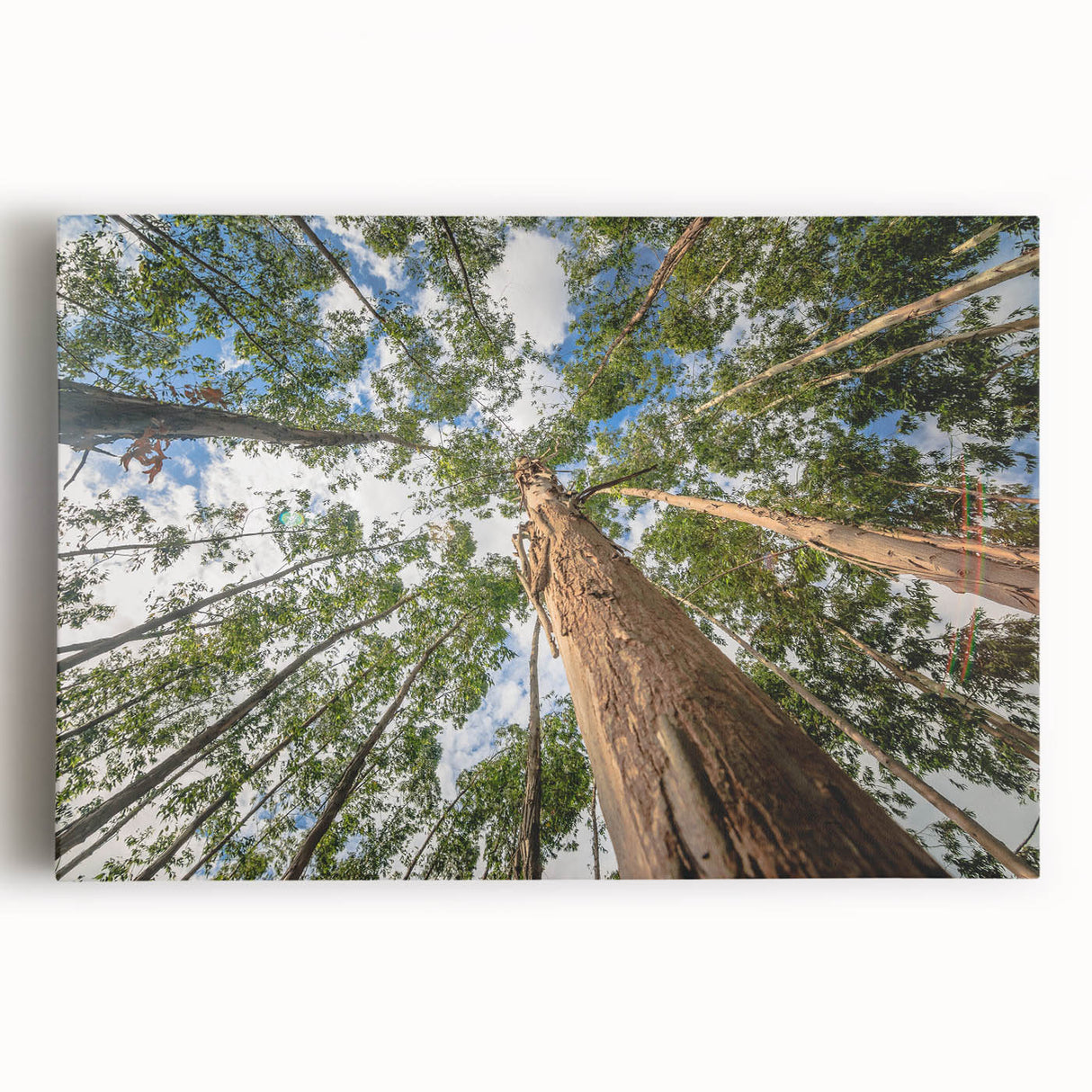 Eucalyptus botanical wall art design featuring delicate green leaves on a white background, elegantly stretched over a wooden frame for modern home decor.