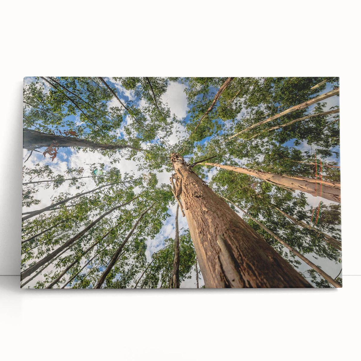 Stretched canvas wall art featuring a botanical eucalyptus design, showcasing vibrant green leaves against a soft background, perfect for modern home decor.