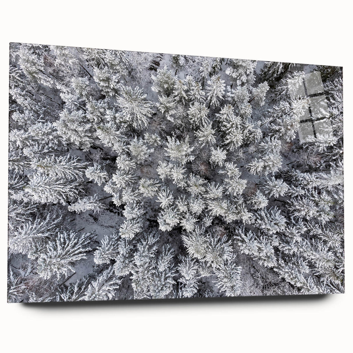 Acrylic glass wall art showcasing a botanical forest design with vibrant flowers and trees, viewed from the side, ideal for nature-inspired decor.