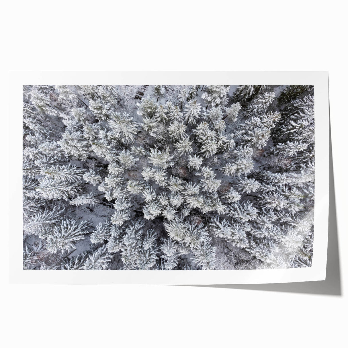 Botanical forest wall art print showcasing vibrant flowers and lush greenery, rolled and ready for framing, perfect for nature-inspired decor.