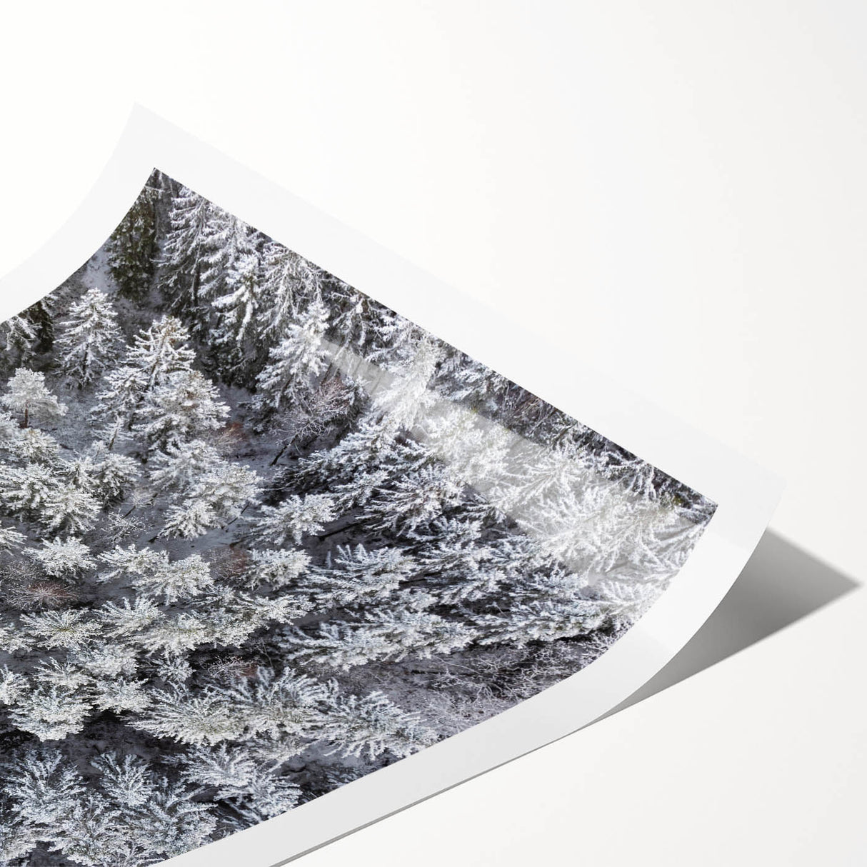 Botanical forest wall art print showcasing vibrant flowers and lush trees in a colorful design, rolled and ready for framing, ideal for home decor.