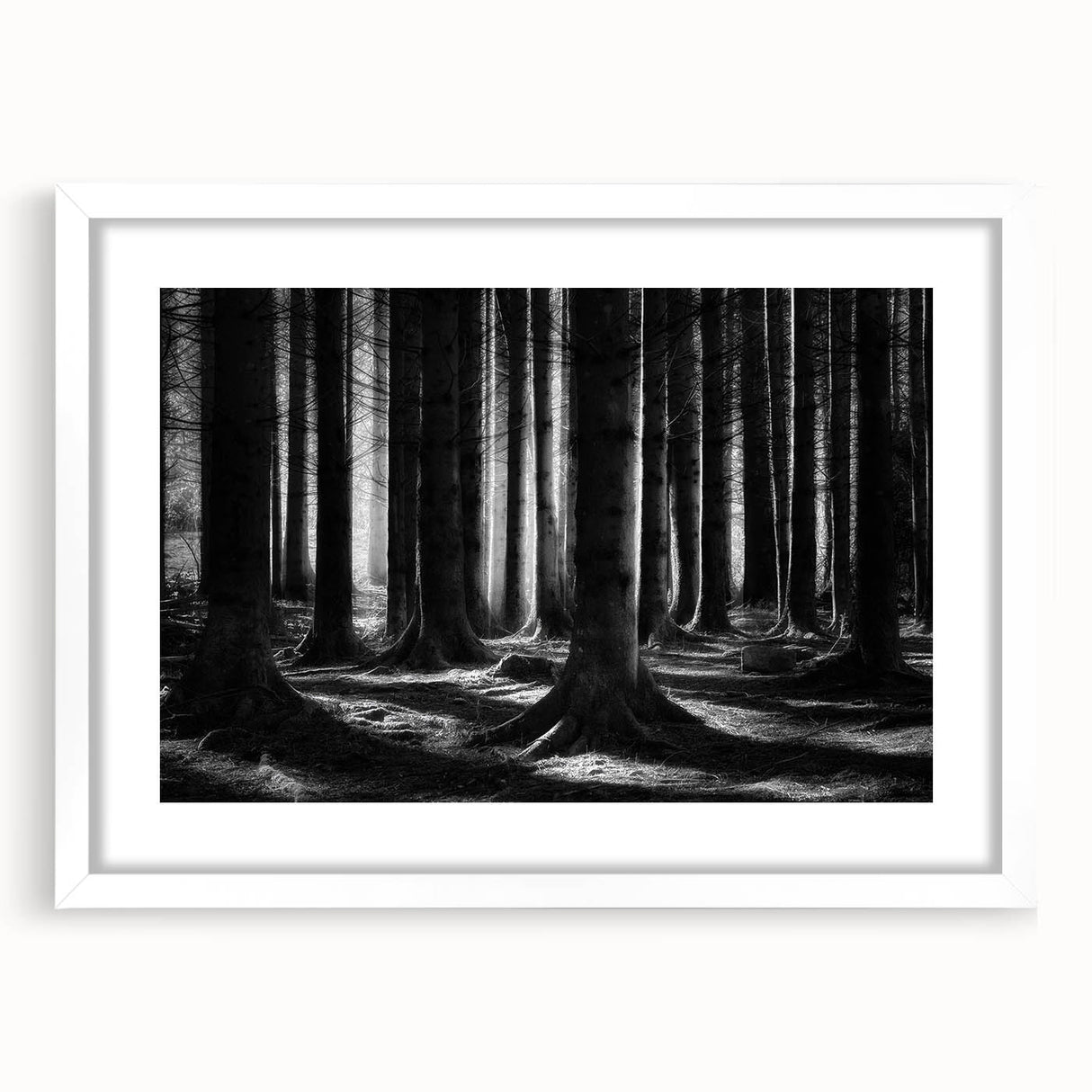 Framed botanical wall art collection featuring vibrant floral and forest tree designs, set in a white mat for an elegant display, perfect for home decor.