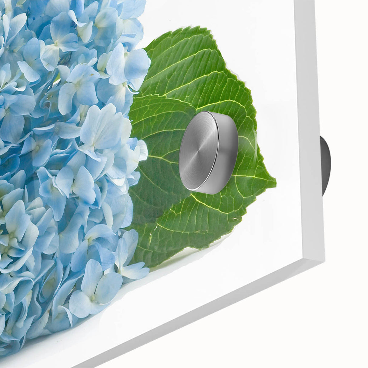 Close-up of a vibrant hydrangea design wall art piece, showcasing intricate botanical details on acrylic glass, perfect for modern home decor and floral enthusiasts.