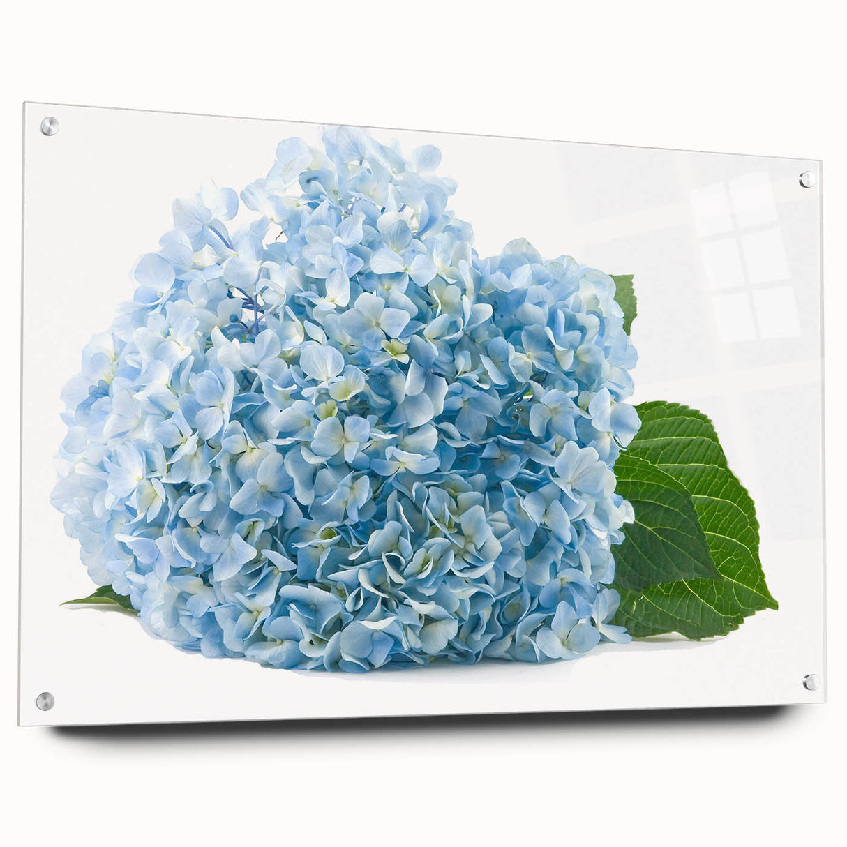 Acrylic glass wall art featuring a botanical hydrangea design, showcasing vibrant blue and green hues. The artwork is displayed from a side view, secured with decorative pins for an elegant presentation, perfect for home decor.