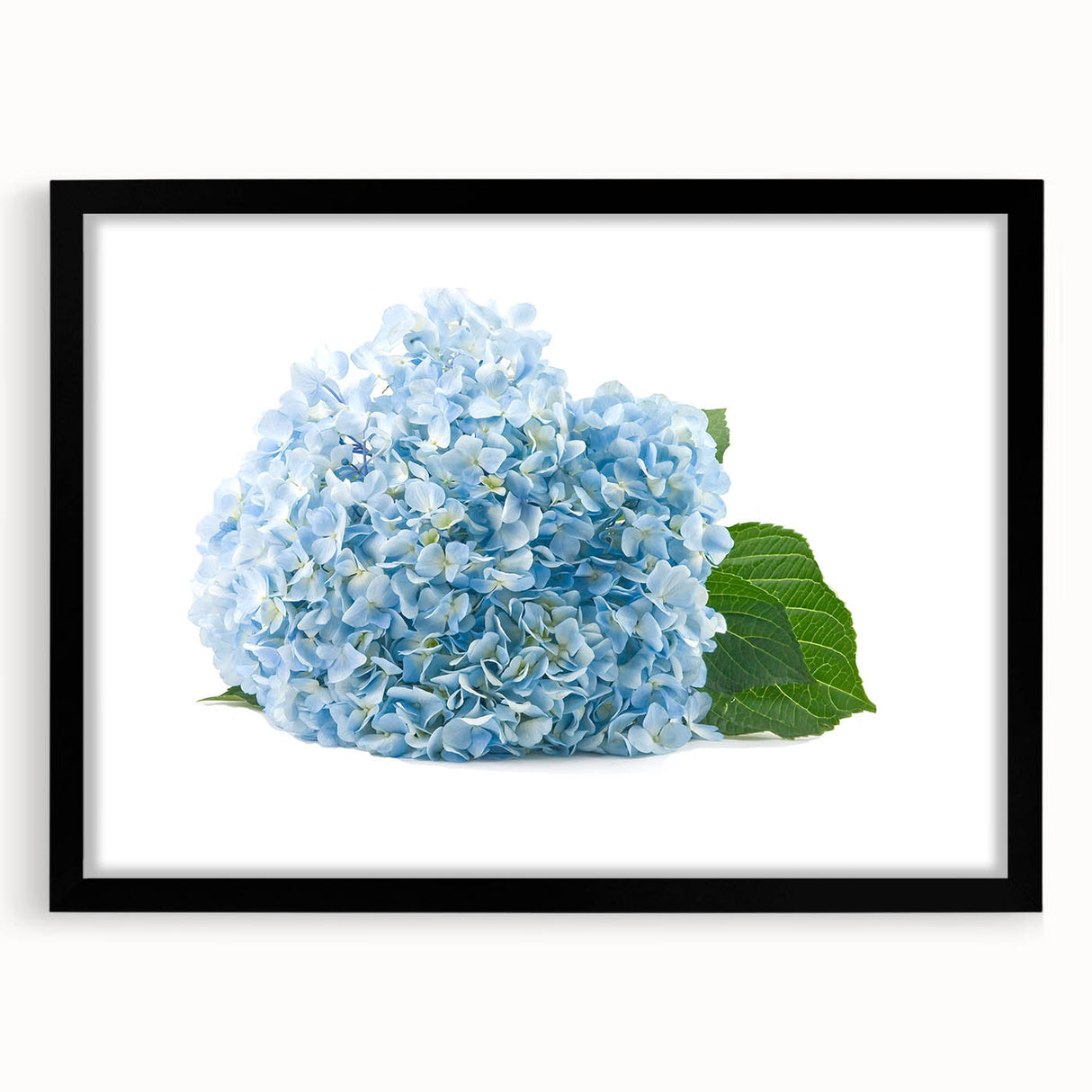 Black-framed wall art featuring a botanical hydrangea design, showcasing delicate floral details and soft color tones, perfect for home decor enhancement.