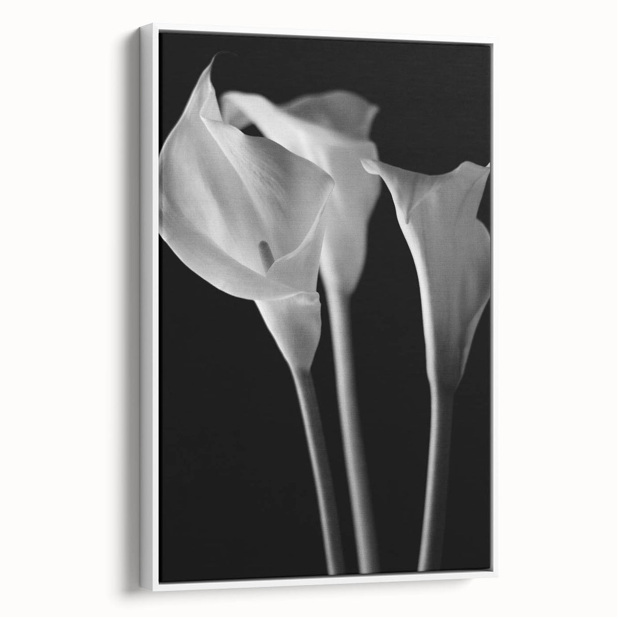 Framed wall art featuring a botanical lily design on a white background, showcasing vibrant colors and intricate details, perfect for home decor and floral enthusiasts.