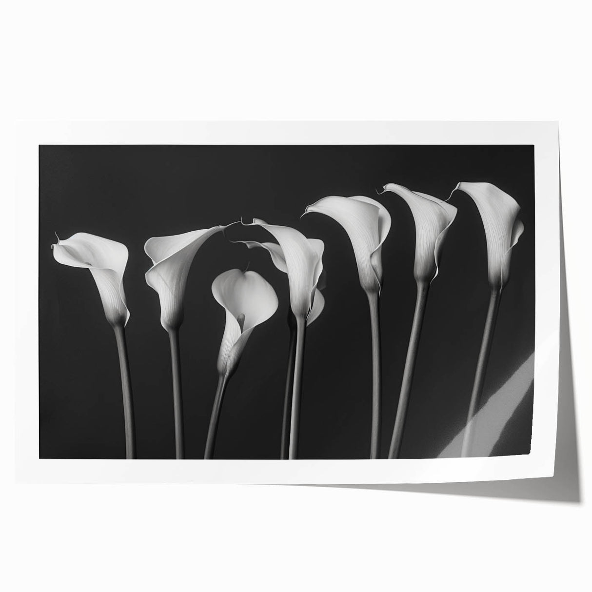 Botanical wall art print showcasing elegant white lilies against a soft pastel background, perfect for home decor or floral-themed interiors, rolled and ready for framing.