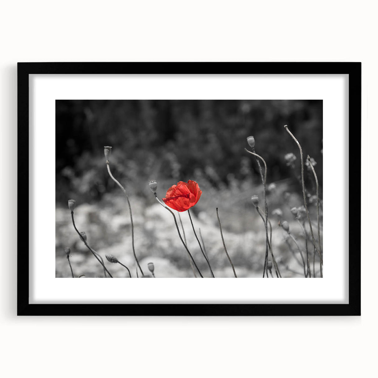 Elegant black-framed wall art featuring a vibrant botanical poppy design, ideal for home decor, enhancing modern interiors with floral aesthetics.