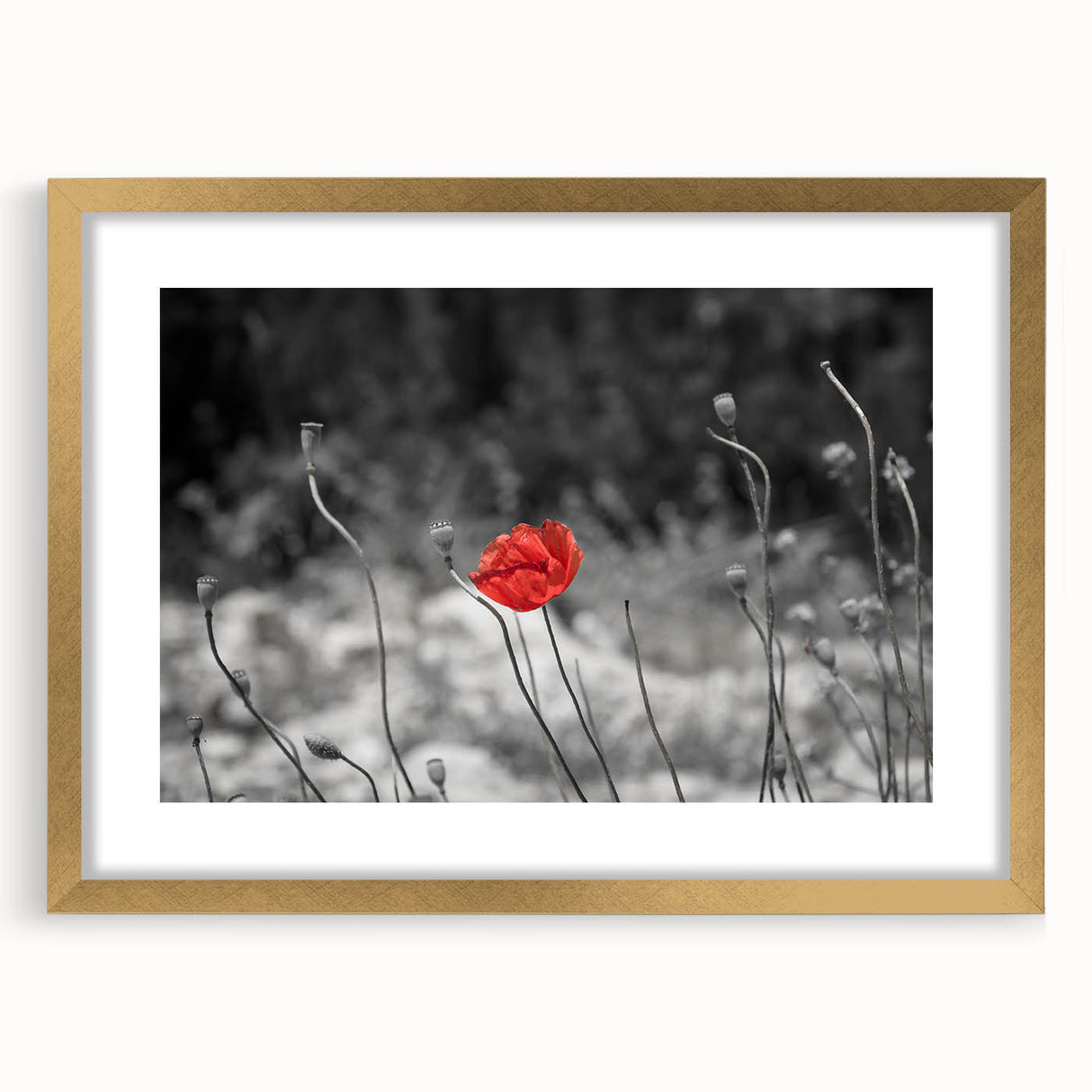 Botanical poppy wall art collection framed in gold, featuring a vibrant floral design on a white mat, perfect for home decor and enhancing any space.