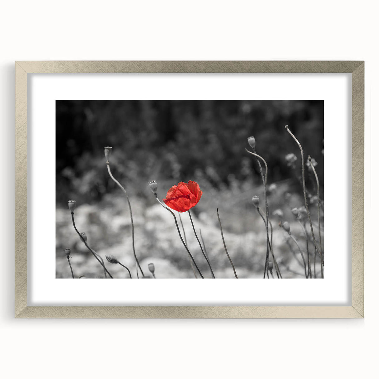 Framed botanical wall art featuring a delicate poppy design with a silver frame and mat, ideal for home decor and floral-themed interiors.