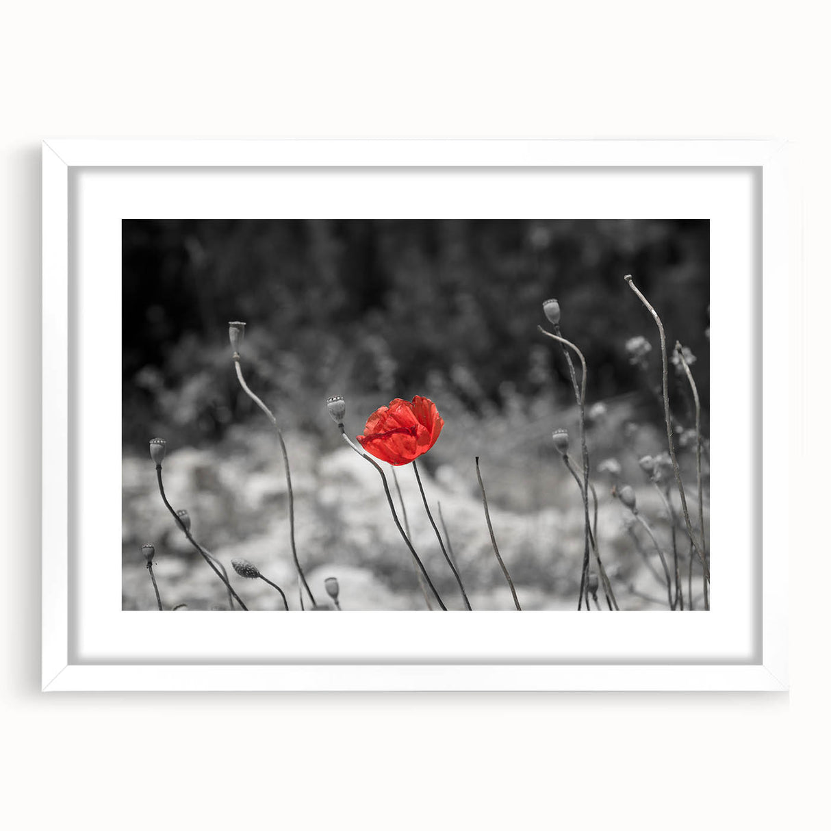 Botanical poppy wall art collection framed in white with a mat, showcasing intricate floral designs in vibrant colors, perfect for home decor enhancement.