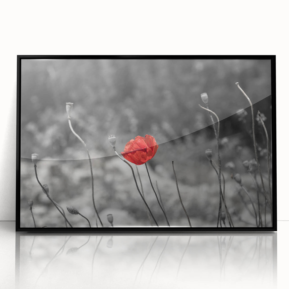 Framed botanical wall art featuring a delicate poppy design in vibrant colors, set in a sleek black frame, ideal for modern home decor or floral-themed interiors.