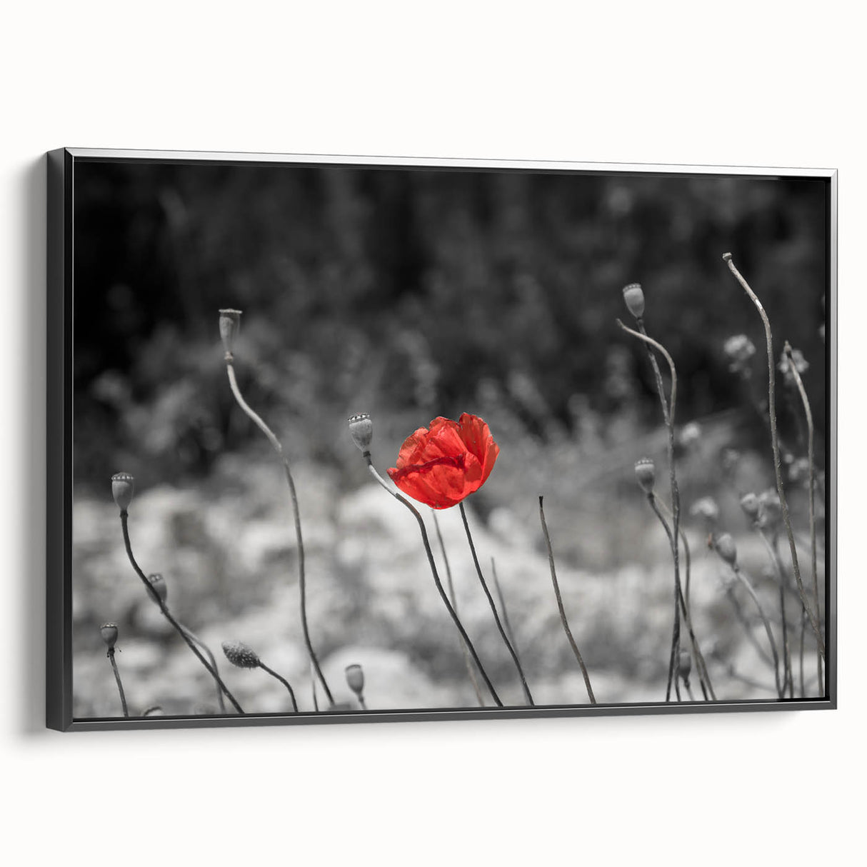 Framed canvas wall art showcasing a botanical poppy design with vibrant colors, presented in a sleek black frame, ideal for modern home decor.