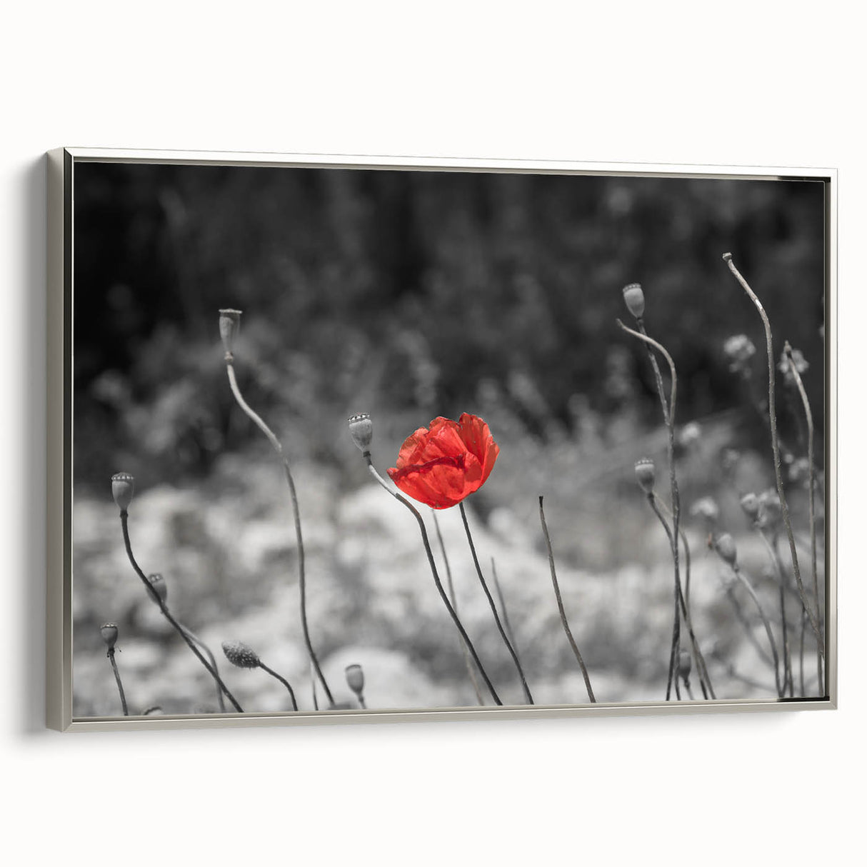 Framed canvas art featuring a vibrant botanical poppy design, elegantly displayed in a silver frame, showcasing intricate floral details and colors. Ideal for home decor.