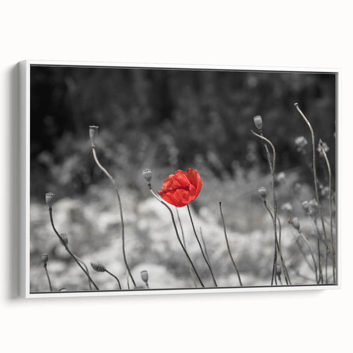 Framed canvas wall art showcasing a botanical poppy design with vibrant red and green hues, elegantly presented from a white side view, perfect for home decor.
