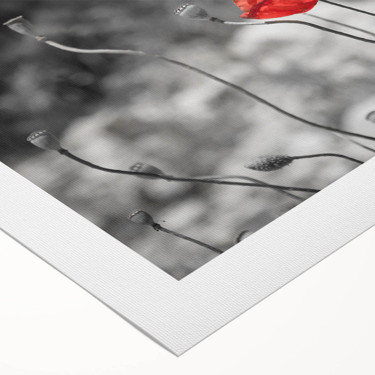 Vibrant rolled canvas featuring a botanical poppy design, showcasing intricate floral details in soft pastel colors, perfect for home decor or art collection.