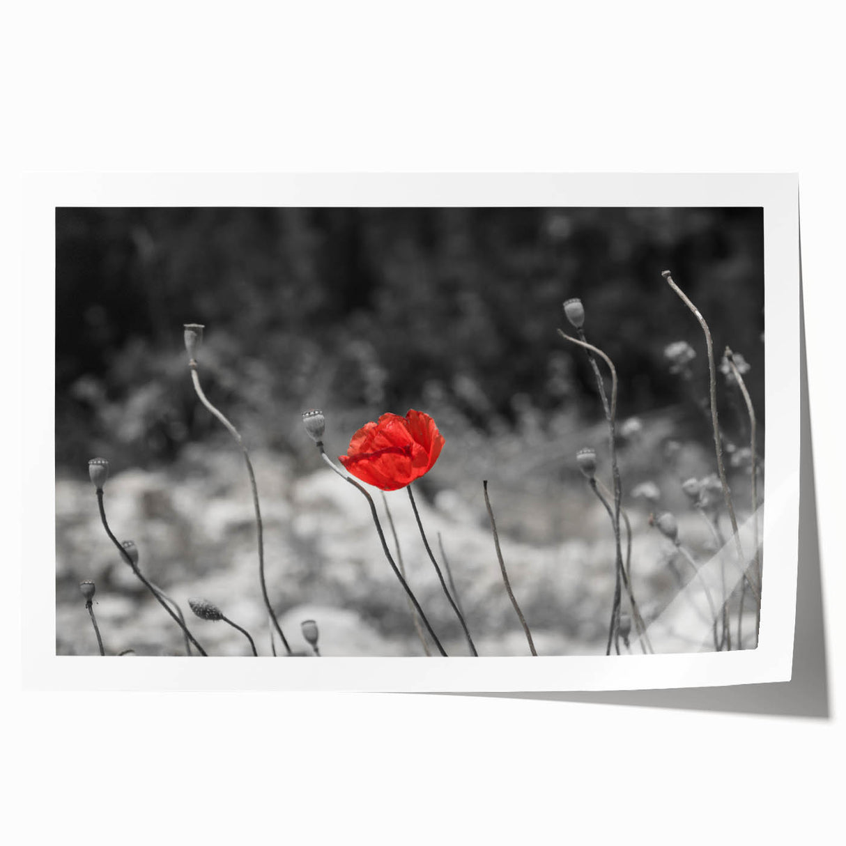 Vibrant botanical wall art print showcasing delicate poppy flowers in soft hues, rolled and ready for display. Perfect for enhancing home decor and adding a touch of nature.