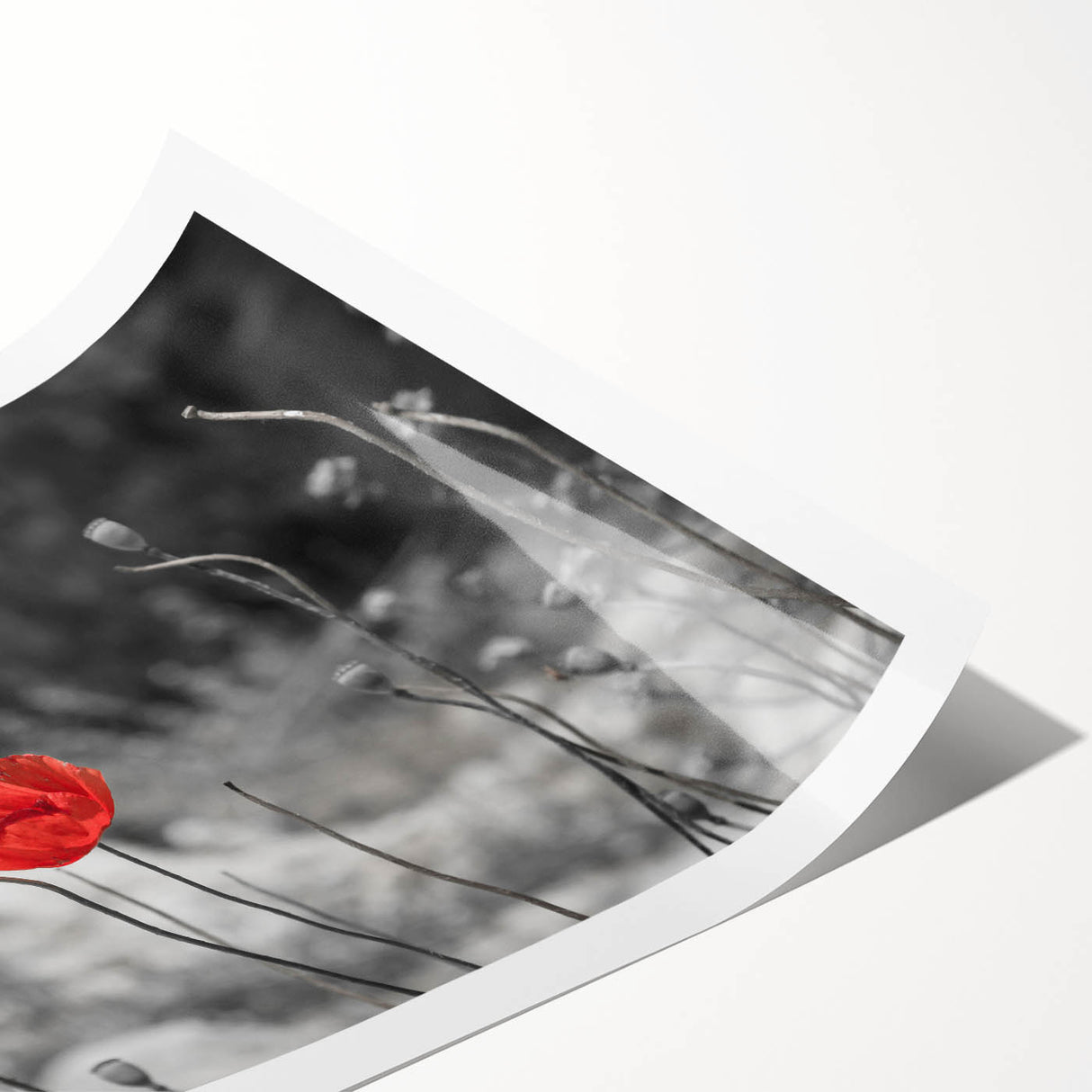 Botanical wall art print featuring vibrant poppy flowers on a textured background, rolled and ready for framing, showcasing a blend of red and green hues.