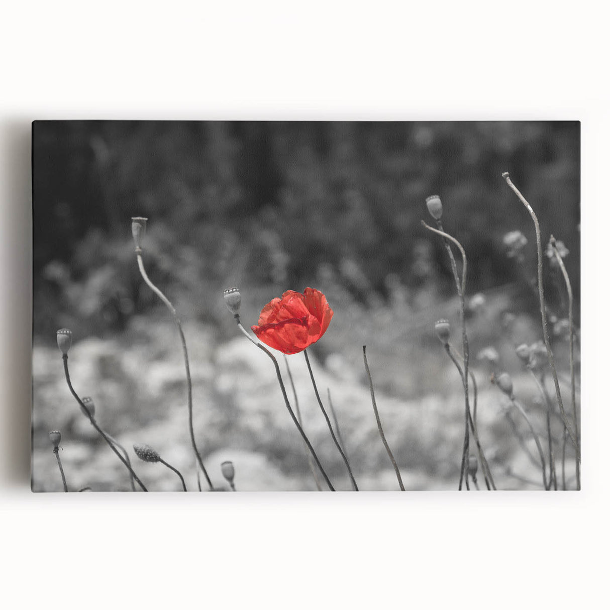 Vibrant botanical poppy wall art design printed on stretched canvas, showcasing vivid colors and intricate floral details, perfect for home decor and nature lovers.