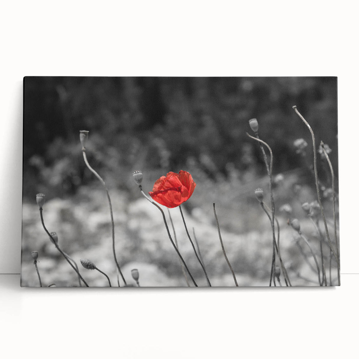 Botanical wall art featuring vibrant red poppies on a stretched canvas, elegantly leaning against a neutral backdrop, perfect for home decor enhancement.