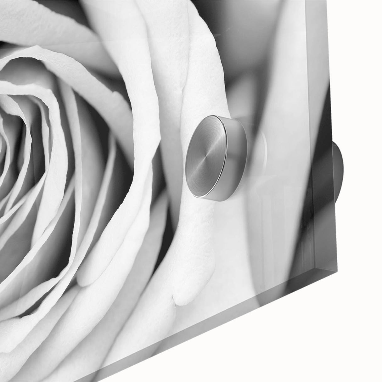 Close-up view of a botanical wall art design showcasing vibrant pink and white roses, elegantly arranged on a glass surface, perfect for home decor.