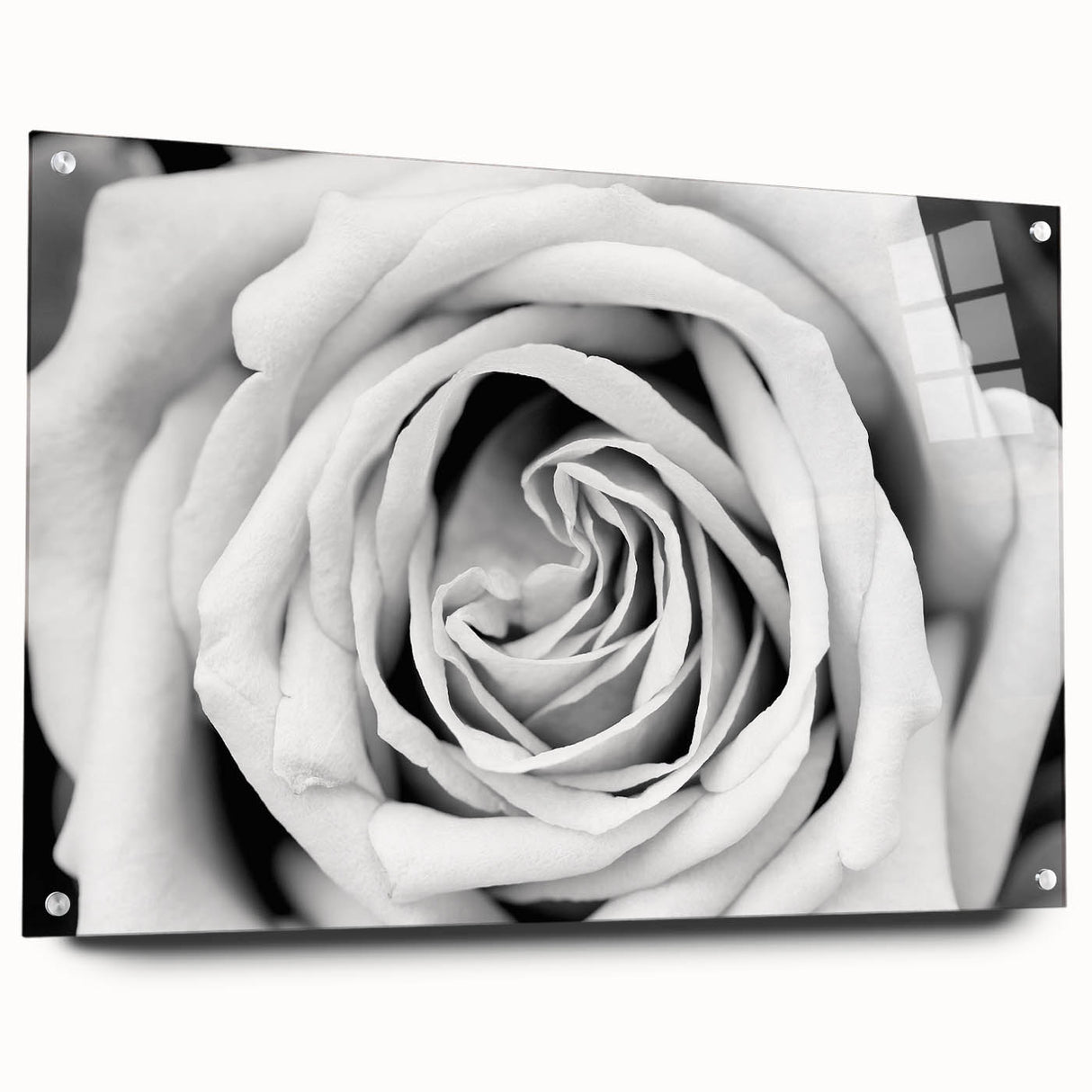 Acrylic glass wall art showcasing a botanical rose design, elegantly framed and displayed from the side, with visible mounting pins for easy hanging. Bright colors and intricate details enhance any room's decor.