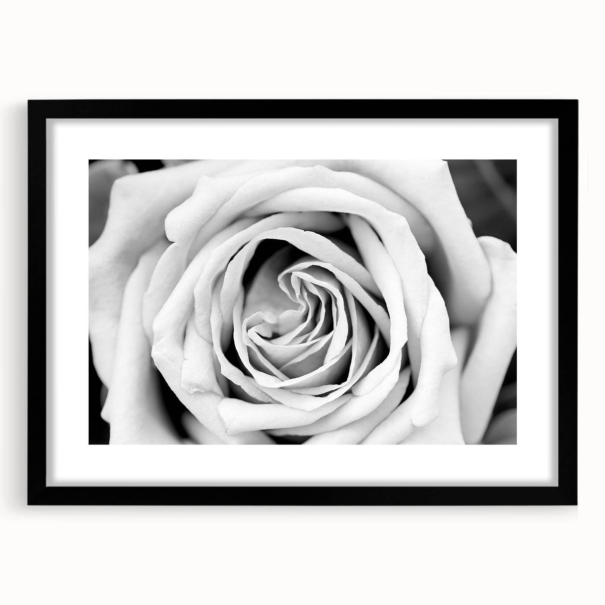 Botanical rose wall art design showcasing pink and white roses in a sleek black frame with a mat, ideal for enhancing home decor and adding a touch of elegance.