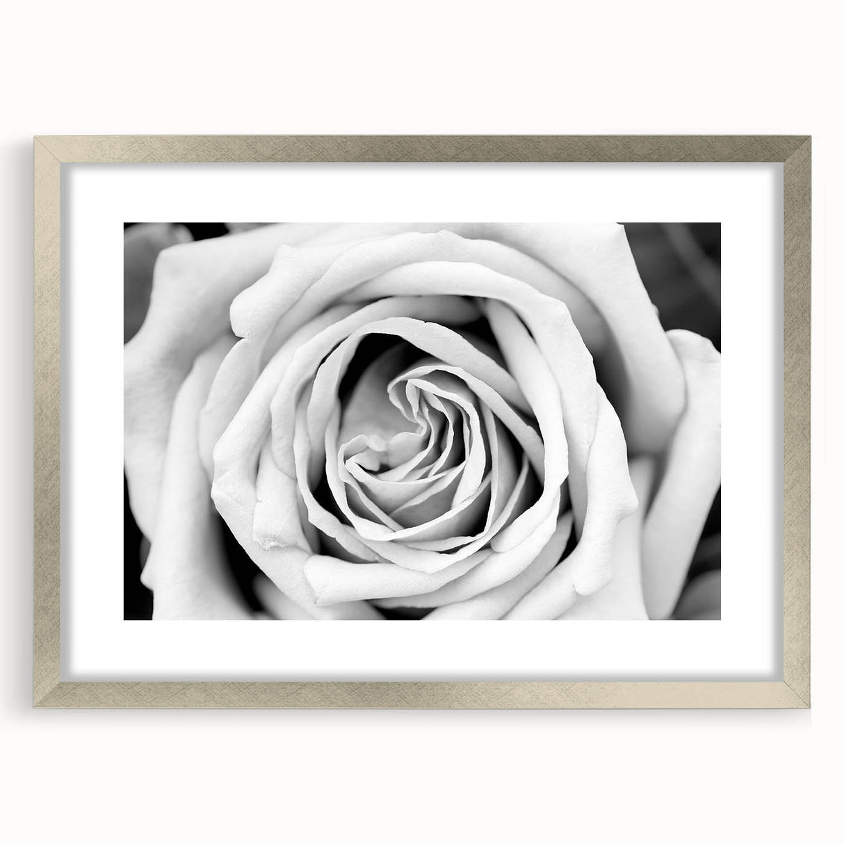 Botanical rose wall art design framed in silver, showcasing intricate floral details and soft pastel colors, perfect for home decor or gift giving.