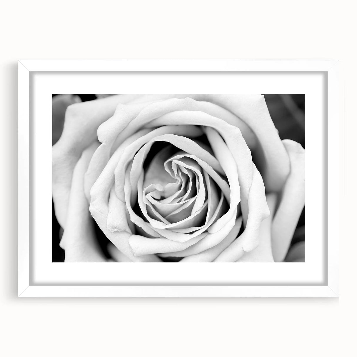 Botanical rose wall art collection framed in white with a mat, showcasing intricate floral designs and vibrant colors, perfect for home decor enhancement.
