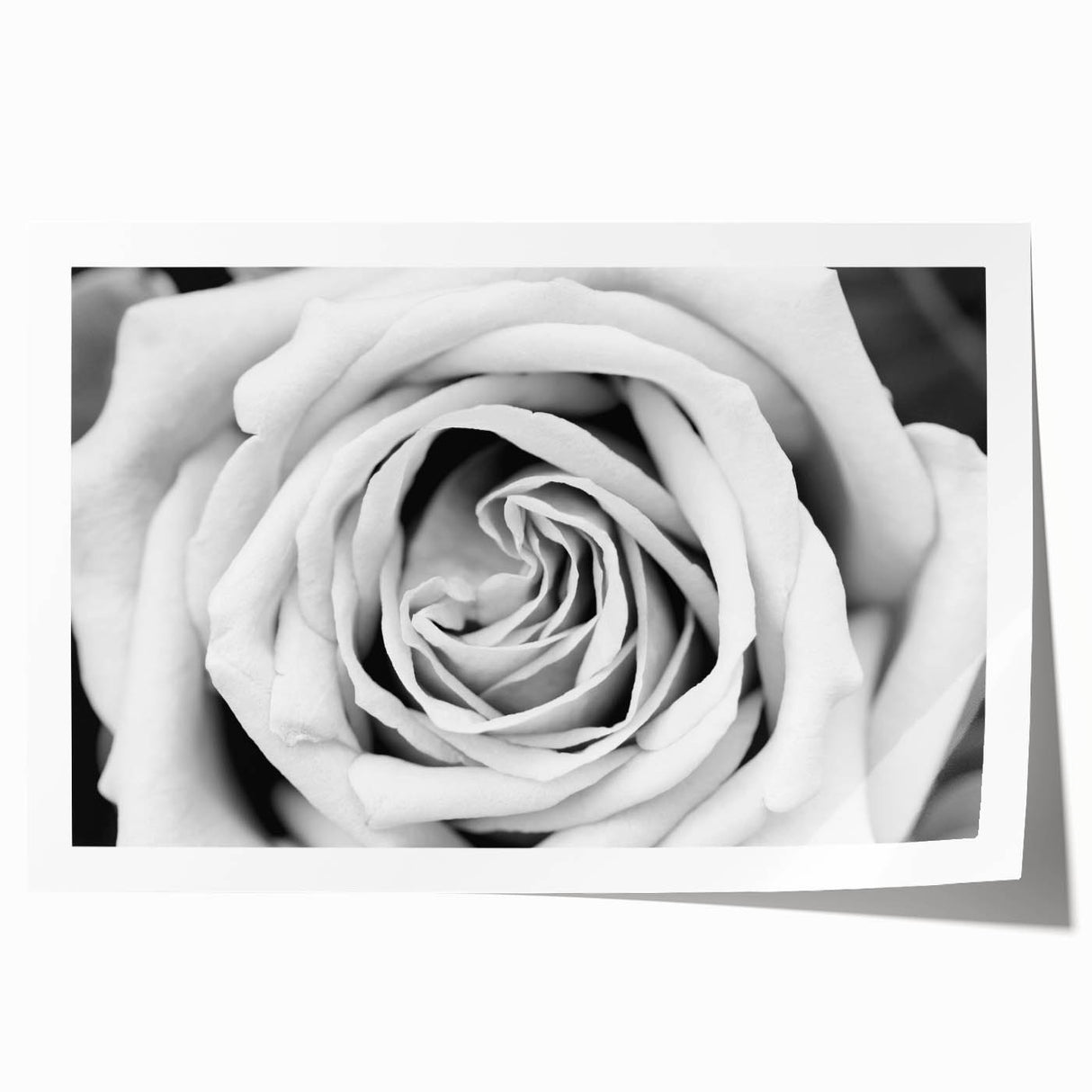 Delicate botanical rose design wall art print showcasing intricate floral details in soft pink and green hues, rolled for easy framing and display.