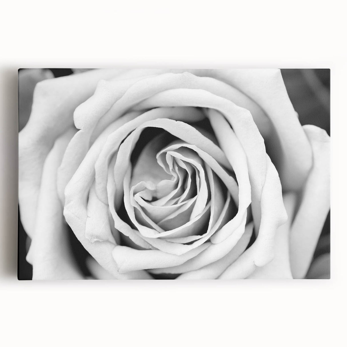 Stretched canvas wall art showcasing a botanical rose design in vibrant colors, perfect for home decor, adding elegance and a natural touch to any space.