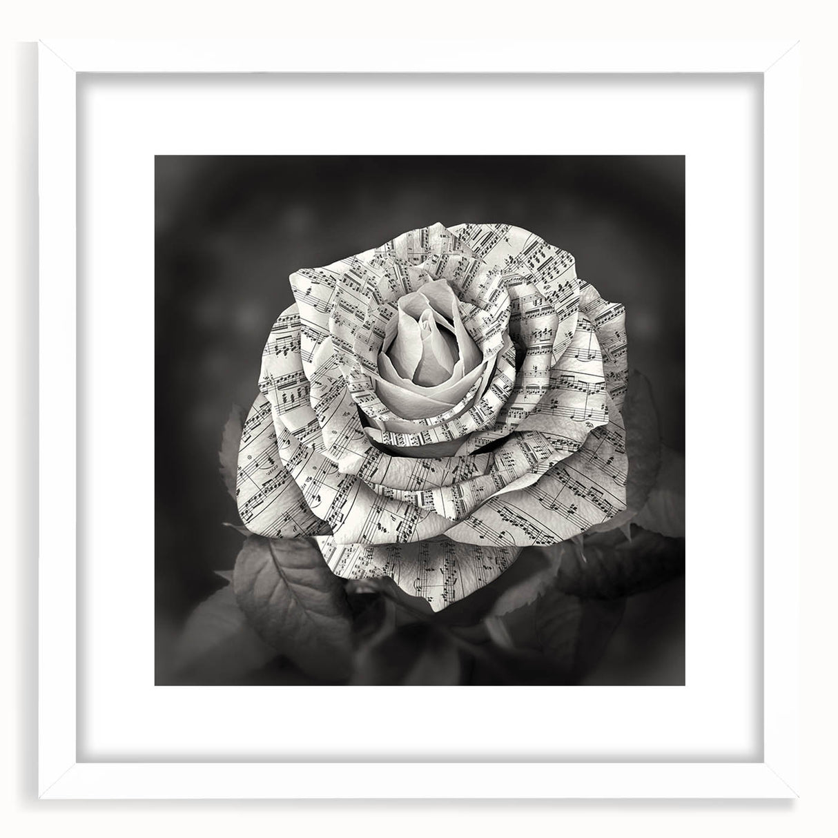 Botanical wall art featuring a delicate rose design framed in white, showcasing intricate floral details and a sophisticated matte finish, ideal for elegant home decor.