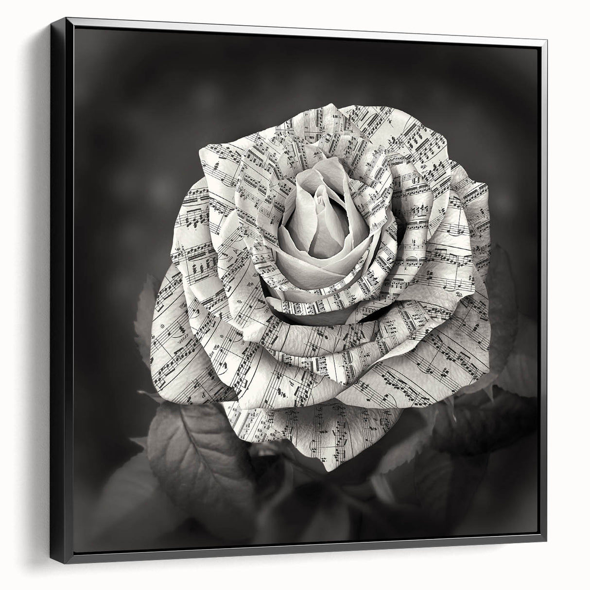 Framed canvas wall art showcasing a botanical rose design in vibrant colors, featuring a sleek black frame and a side view to highlight its depth and elegance. Perfect for home decor enthusiasts seeking floral-themed artwork.