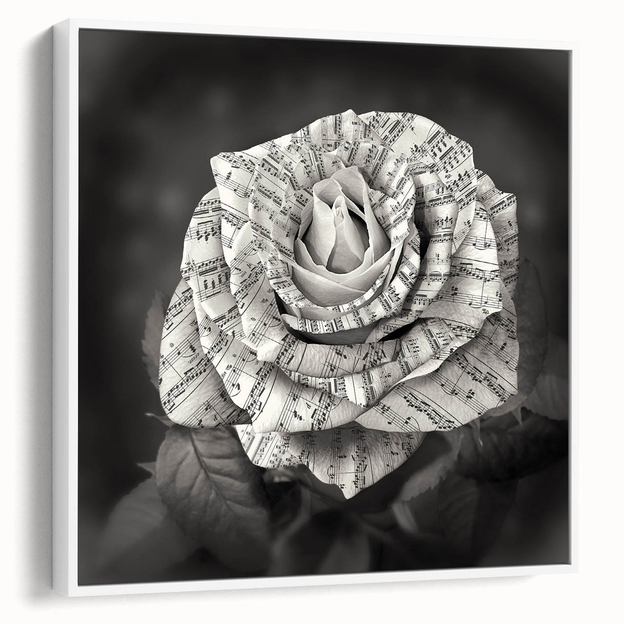 Framed canvas wall art featuring a botanical rose design in soft pastel colors, showcasing intricate floral details against a white background, ideal for home decor.