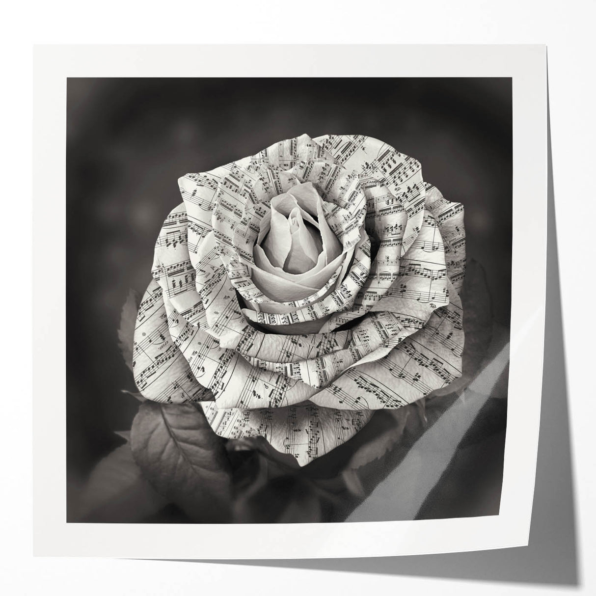 Botanical rose wall art print showcasing intricate floral designs in soft pink and green hues, rolled and ready for framing to enhance home decor.