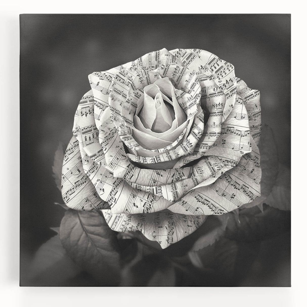 Stretched canvas wall art featuring a detailed botanical rose design, showcasing vibrant colors and intricate floral patterns, perfect for home decor.