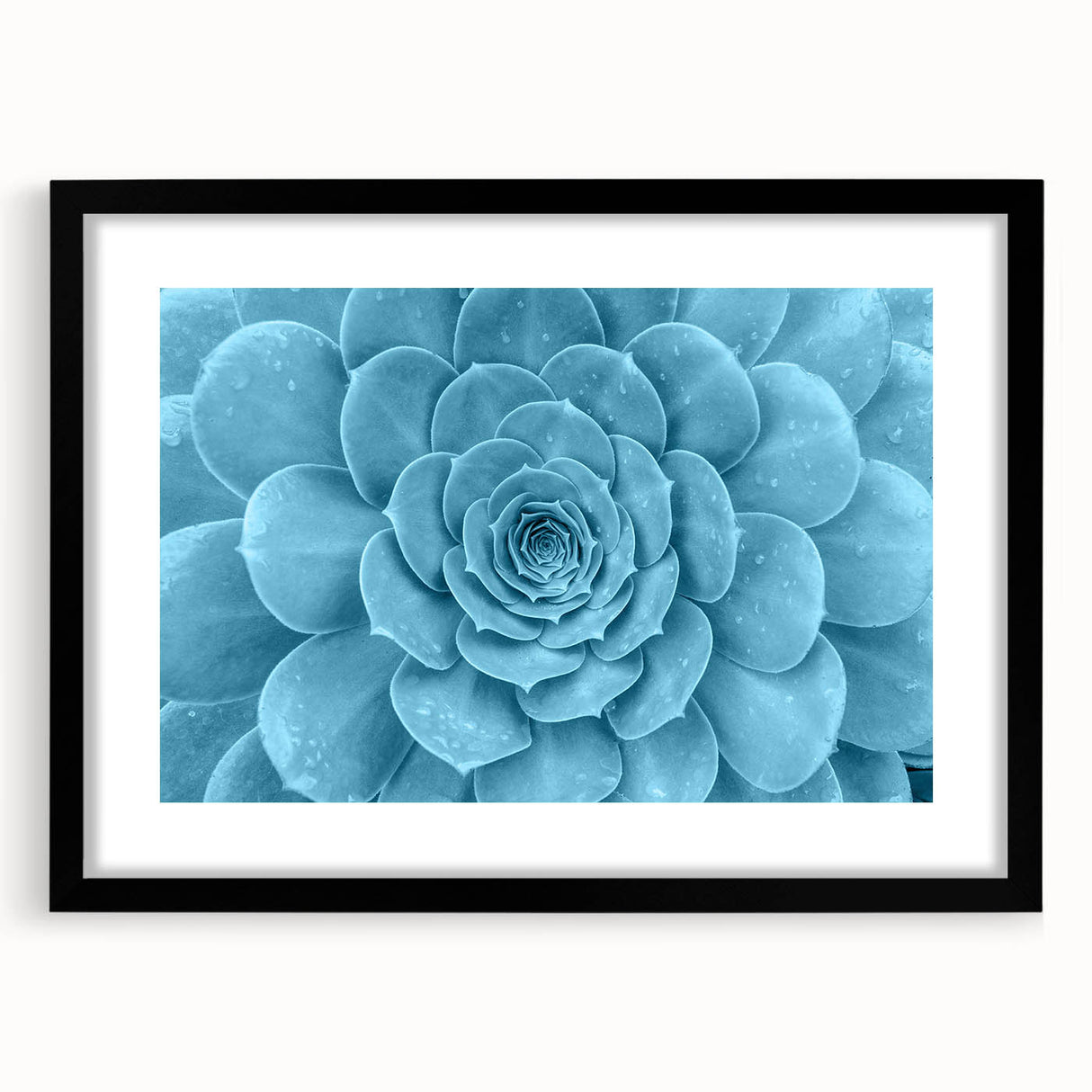Botanical wall art collection featuring vibrant succulent illustrations framed in black with a mat, ideal for home decor and plant enthusiasts. Perfect for adding a touch of nature to any space.