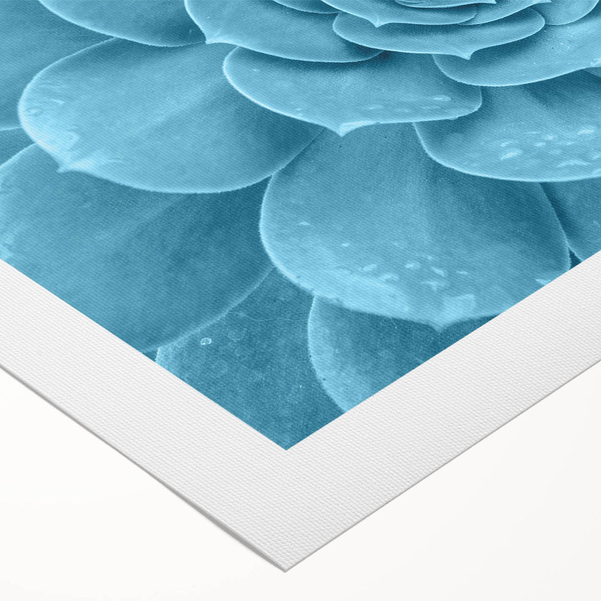 Colorful botanical wall art featuring a succulent design on rolled canvas, showcasing vibrant greens and earthy tones, perfect for home decor or gifting.