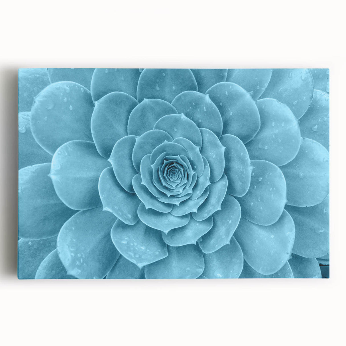 Vibrant botanical wall art featuring an assortment of colorful succulents on stretched canvas, ideal for home decor and enhancing indoor aesthetics.