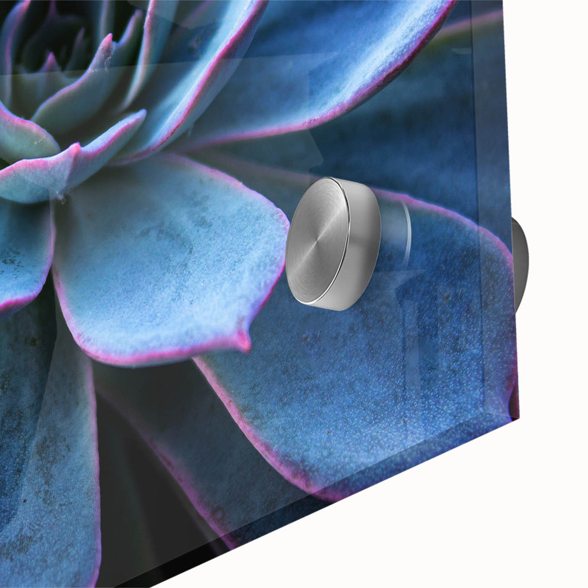 A vibrant close-up of a botanical wall art design featuring colorful succulents and flowers printed on acrylic glass, showcasing intricate details and textures.